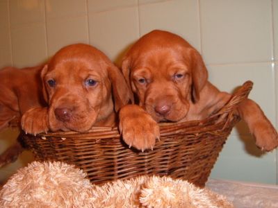Filhotes de Vizsla para ex-massa do presente.....