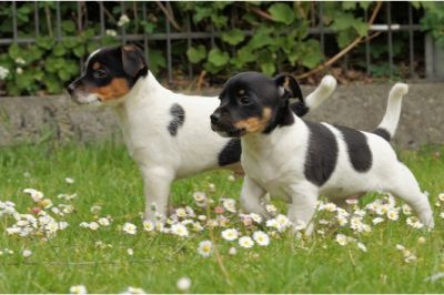 Os filhotes de cachorro Jack Russell para adoção.