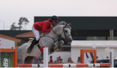 vendo cobrições de cavalo muito ganhador - optimo preço/ (saltos/dressage) 250€