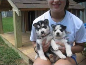 adorável Husky Siberiano