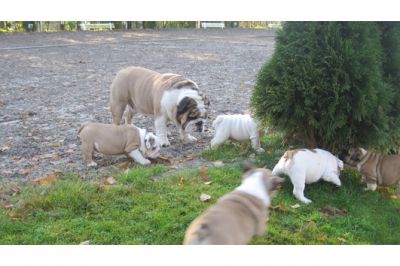 Inglês bulldog filhotes disponíveis.