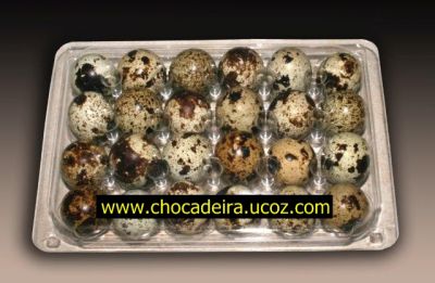 ovos de codorniz galados