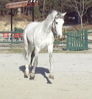 vendo cobrições de cavalo muito ganhador - optimo preço/ (saltos/dressage) 250€