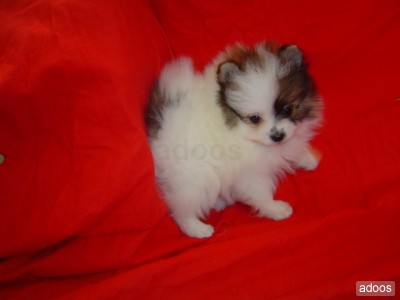 Pomeranian adorÃ¡vel cachorrinho para vocÃª agora