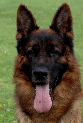 Cão de Pastor Alemão - Vulpos Velox