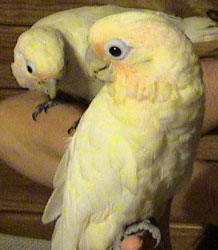  saudável cacatua amarela
