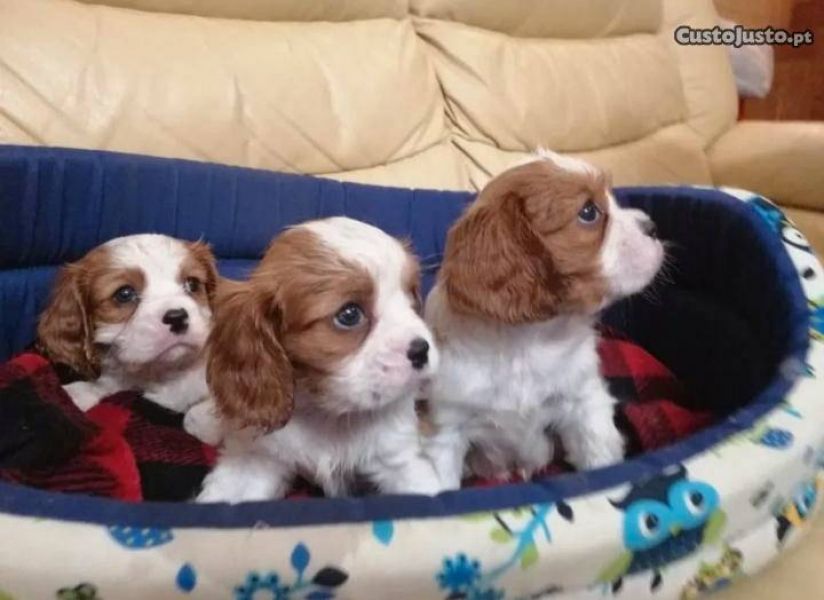 Cavalier king charles