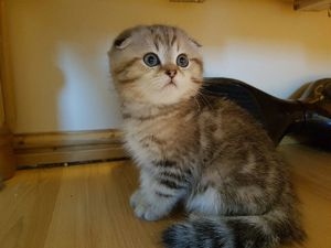 Gatinhos Scottish Fold Saudáveis