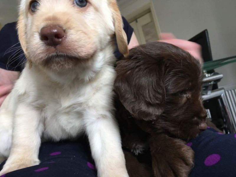 Filhotes de cachorro Labrador retriver 