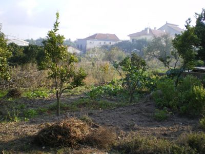 LOTES DE TERRENO URBANIZADOS