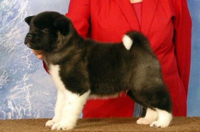 cute e adorável cachorros Akita para adoção livre contato para mais informações