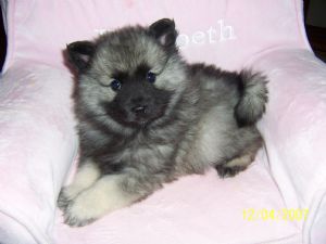 Lindo Olhando Puppies Keeshond disponíveis agora