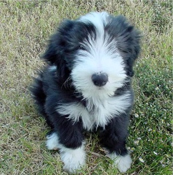 Bearded Collie filhotes