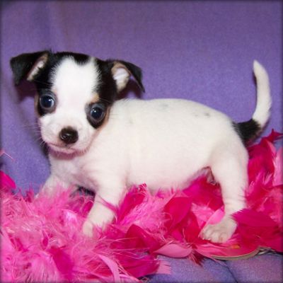 Masculino e feminino chihuahua Cachorro para adoção livre