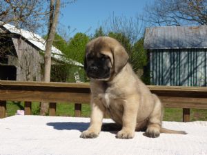 filhotes Bullmastiff