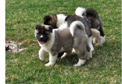 Akita inu filhotes prontos para serem entregues.