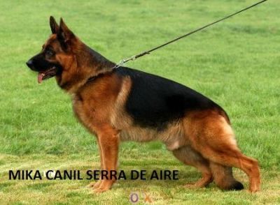 LABRADORES COM PEDIGGRE 