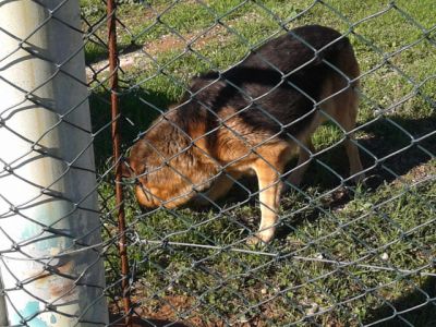 pastores de qualidade - grandes e fortes