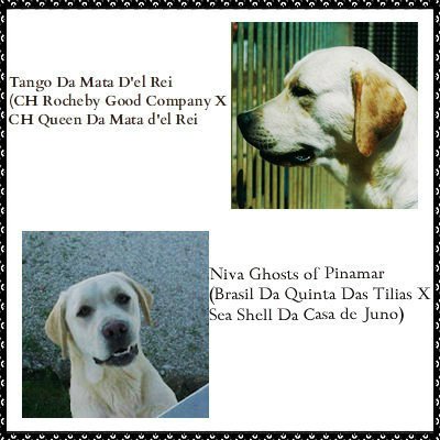 Labrador Retriever amarelos