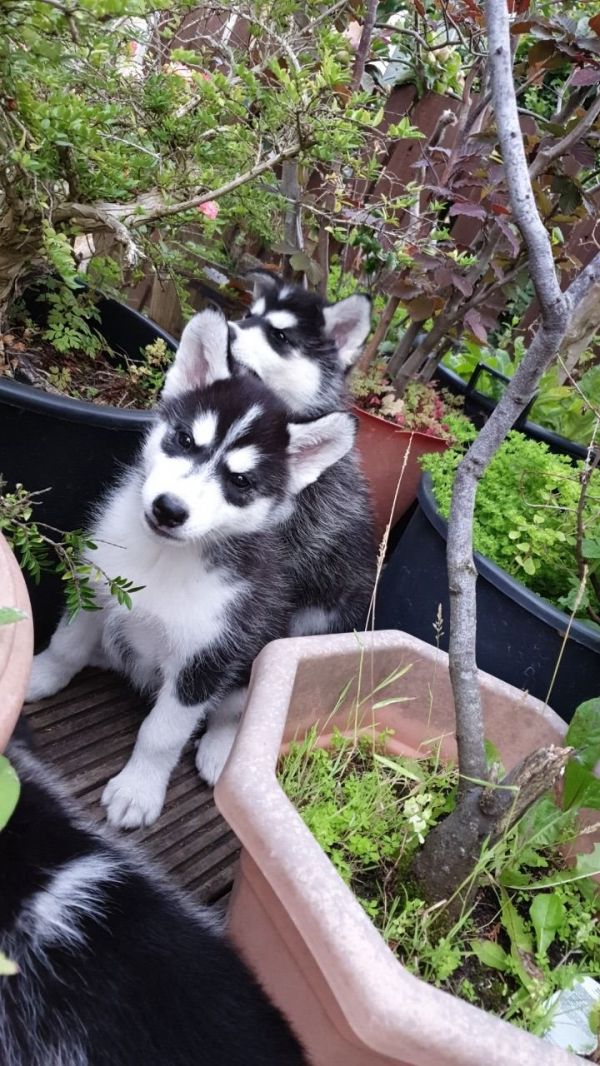 Husky siberiano à venda