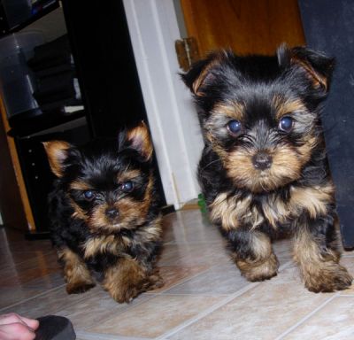 Procura: yorkshire terrier