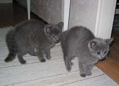 1 gatinhos Chartreux masculino e feminino para adoção a qualquer pessoa amar e cuidar de forma gratu