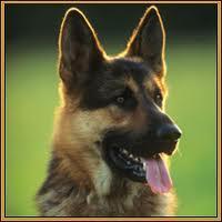 pastores alemaes entrega imediata 