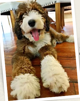 Qual é o melhor lugar para comprar filhotes de Bernedoodle?