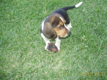 X MASS GIFT Beagles tricolores muito meigos e brincalhões