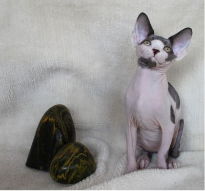 SPHYNX - UMA ESFINGE DO EGIPTO