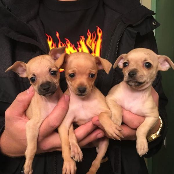 Pequenos filhotes de Chihuahua para adoção.