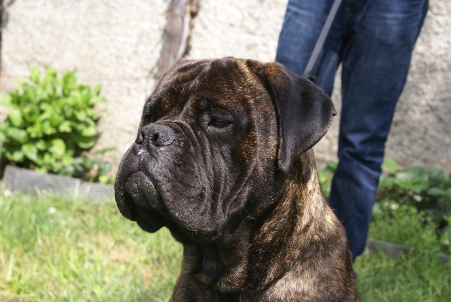 Cães de Guarda & Companhia ninhada Bullmastiff 