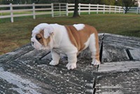 Bulldog Inglês filhote Masculino disponíveis. Ele é apenas ADORABLE! Toneladas de