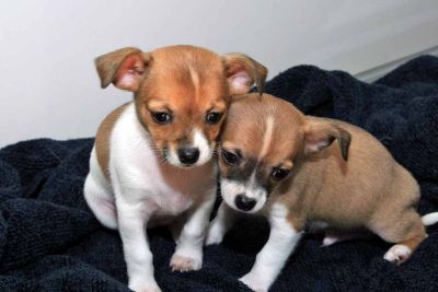 adorável chihuahua cachorros para rehoming