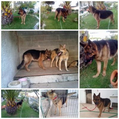 pastores alemaes de qualidade com pediggre 