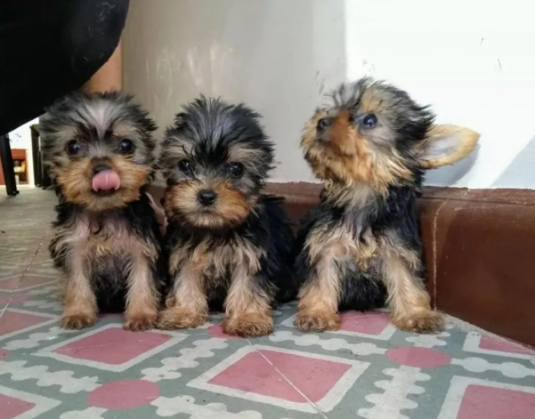 Filhotes de cachorro Yorkshire Terrier incríveis!