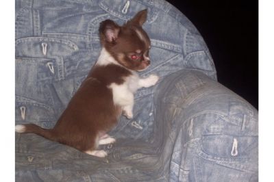 Mini filhotes chihuahua disponíveis