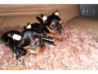 yorkshire terrier com Pedrigree (LOP)