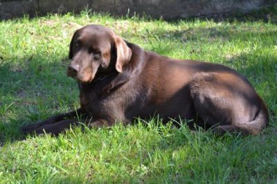 labradores entrega imediata -- exelentes 