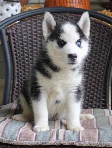 Familiares filhotes da raça Husky Siberiano
