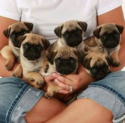 Filhotes de Pug