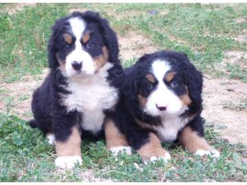 ¡Boyero Berna, filhotes