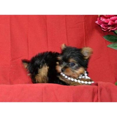 Yorkshire Terrier mini para adoção