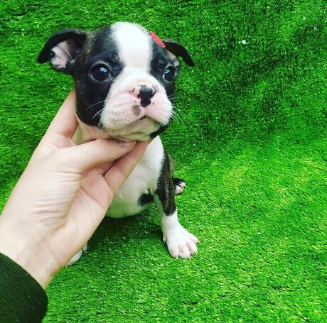 Filhotes Boston Terrier Feminino, Últimos Macho e Fêmea