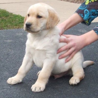 bonito e bem treinado potty do filhote de cachorro retriever labrador para adopção