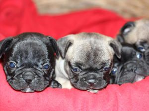 Excelentes cachorros bulldog francés