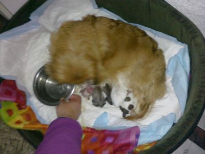 Cães de raça Pequinês/Pequinois