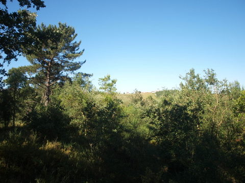 Na Costa de Prata terreno com 2 artigos. Rústico com 3880 m² e um urbano, com ruina registada com ár