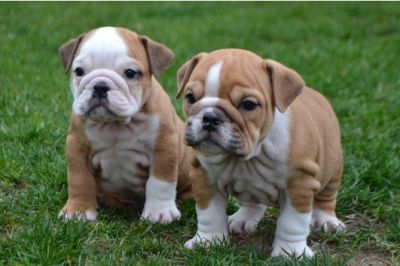 Bulldog Inglês filhotes para adoção
