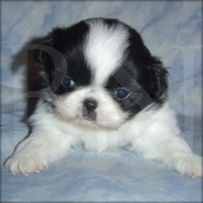 Japanese Chin cachorrinho para adopção.